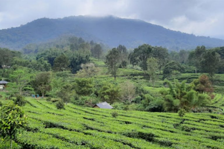 6 Tempat Wisata Kebun Teh Di Sekitar Puncak Bogor Dengan Pemandangan