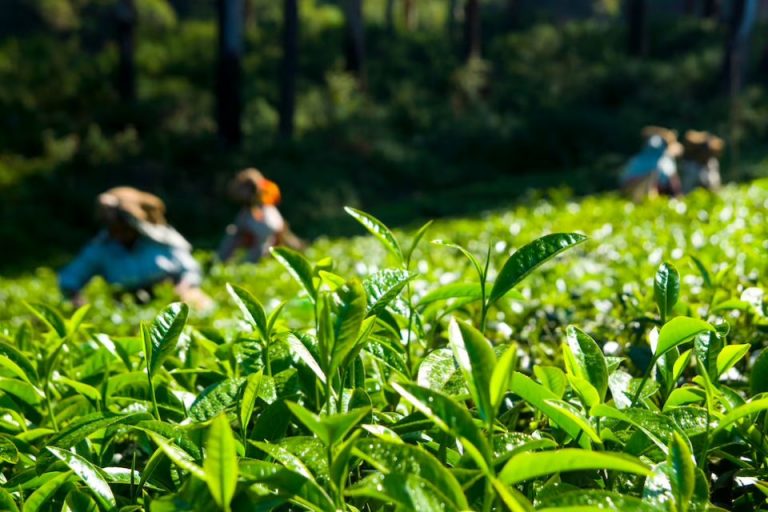 Tempat Kebun Teh Puncak Cisarua Bogor Beserta Harga Tiket Masuk Jam