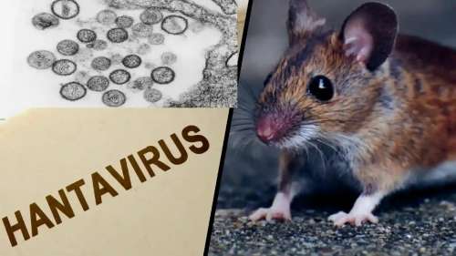 Apa Itu Hantavirus, Ciri-ciri Gejala, Cara Penularan Dan Cara Mencegahnya