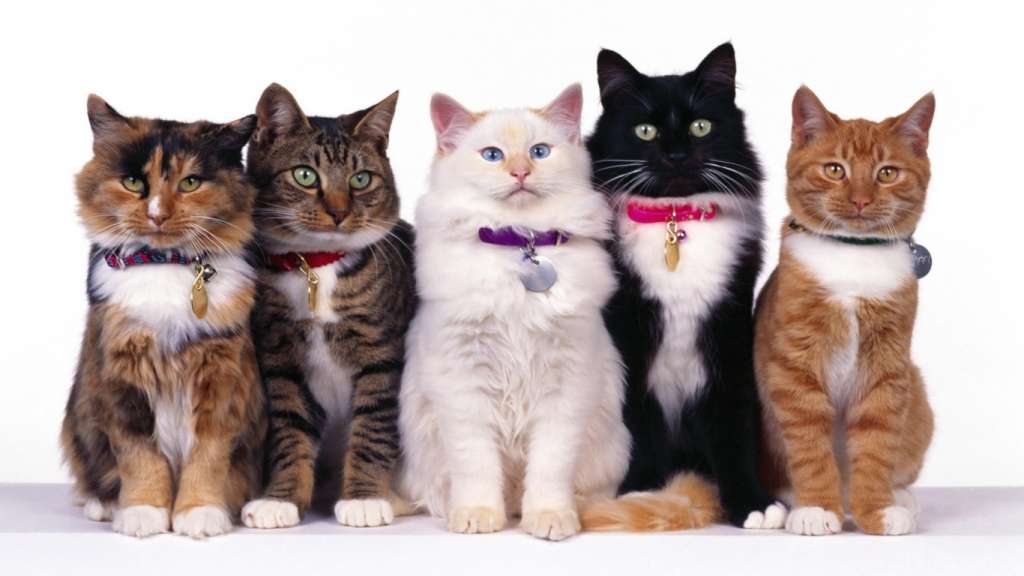 Gambar Kucing Lucu, Galau dan Imut yang Menggemaskan