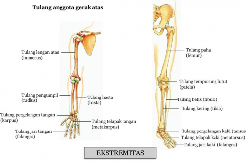 3 Bagian Rangka Manusia Dan Fungsinya [gambar] – Blog Mamikos