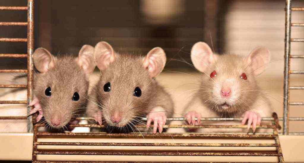 Daftar racun tikus ampuh dan paling mematikan