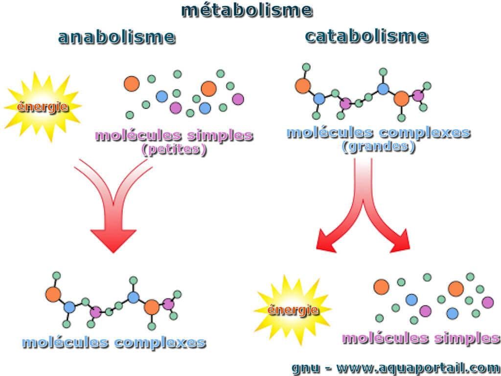 Perbedaan Anabolisme dan Katabolisme