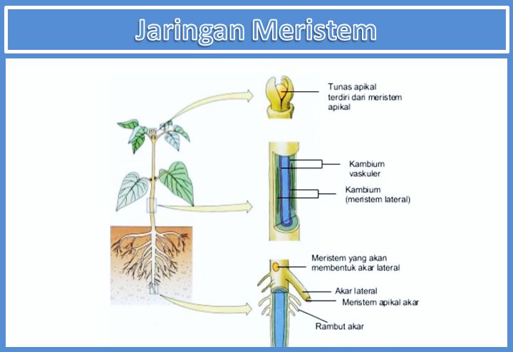 Jaringan meristem yang terdapat di ujung pucuk utama dan pucuk lateral serta ujung akar disebut