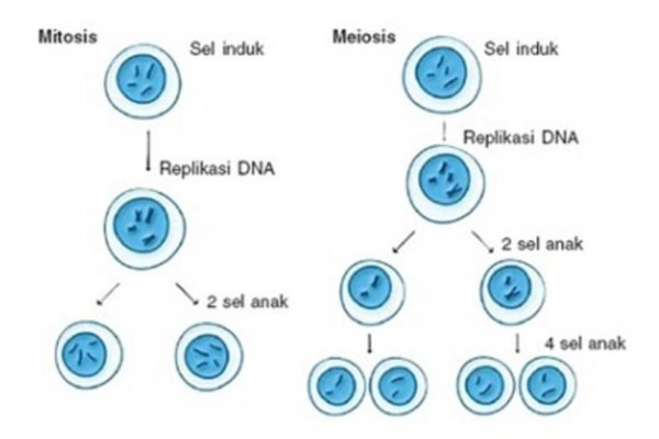 Tahapan Pembelahan Sel Secara Mitosis Meiosis Serta Perbedaannya