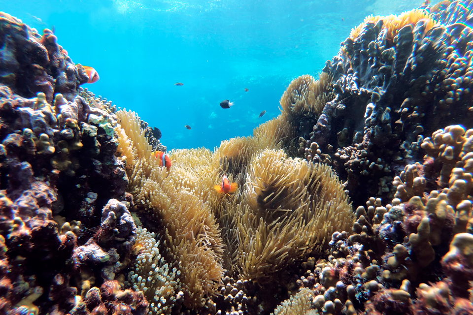 Manfaat sosial ekonomi terumbu karang adalah