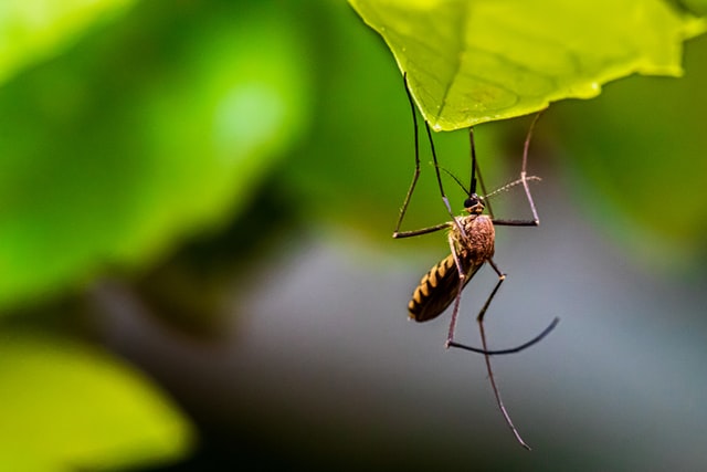 8 Cara Membunuh Jentik Nyamuk di Kolam/Bak Mandi 100% Hilang