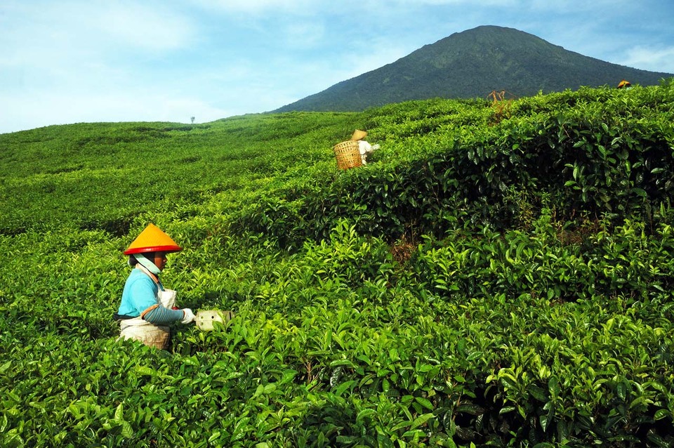 18 Spot Wisata Pangalengan Bandung Wajib Dikunjungi