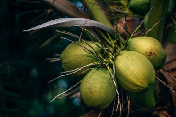 Tumbuhan Berbiji Terbuka Berkembang Biak Dengan