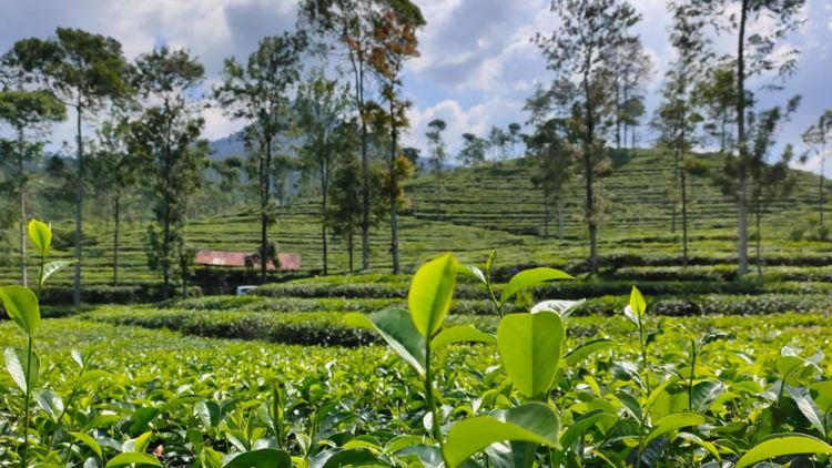 Kebun Teh Pagilaran