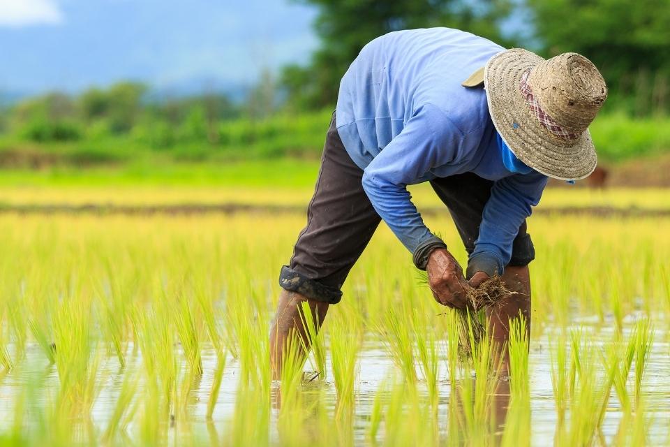 Kuliah Jurusan Pertanian Kerjanya Jadi Apa