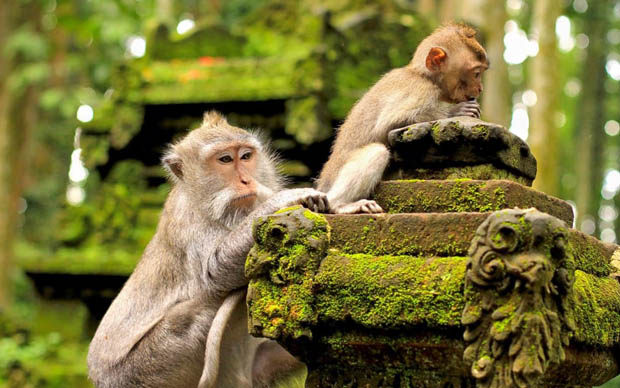 Mandala Suci Wenara Wana (Monkey Forest Ubud)