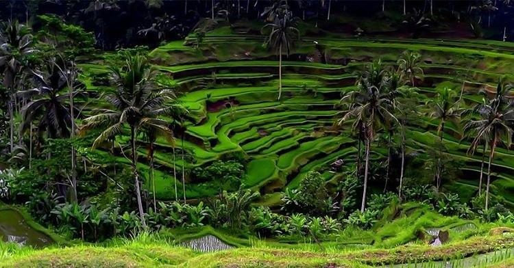 Sawah Terasering Tegalalang Ubud