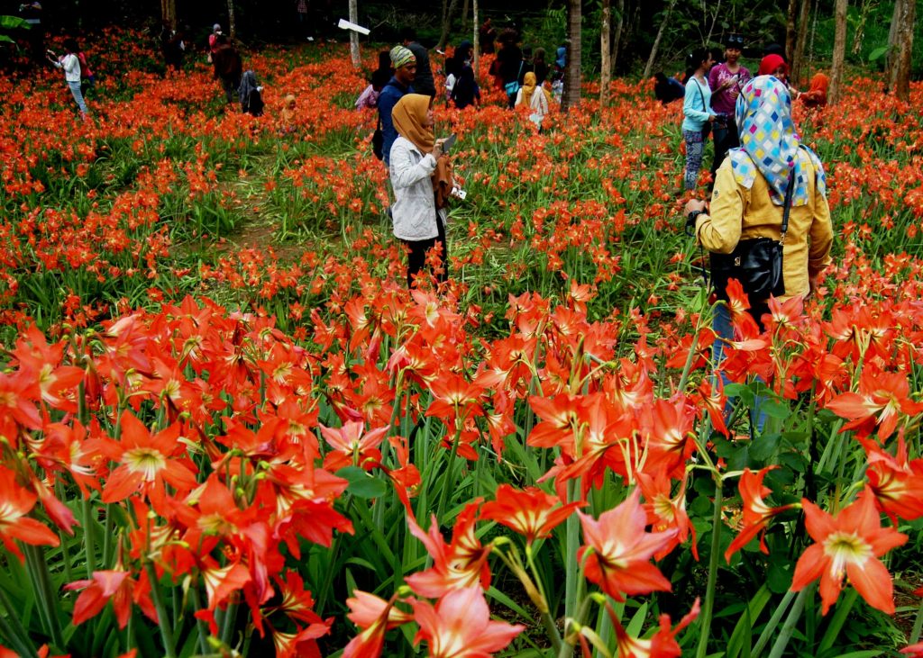 Taman Bunga Amarilis 