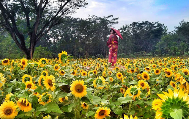 Taman Bunga Matahari Nawari