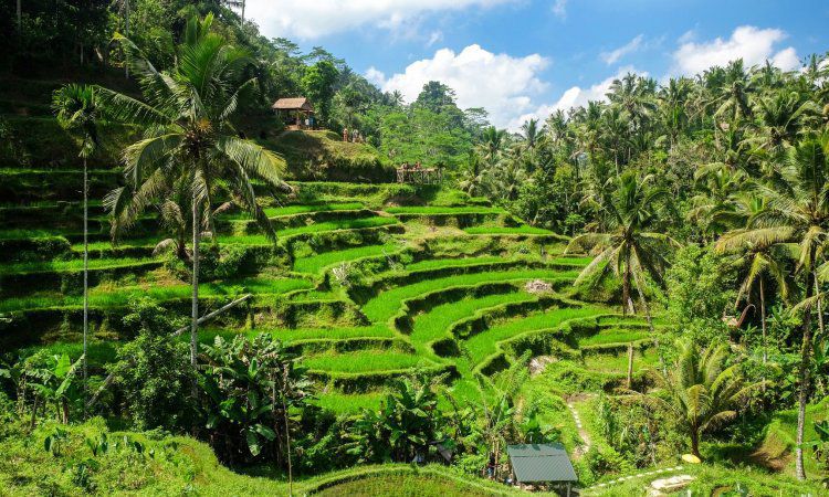 Berikut Deretan Tempat Wisata di Ubud dan Sekitarnya