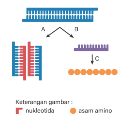 contoh soal tka saintek biologi