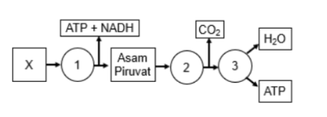 contoh soal saintek biologi