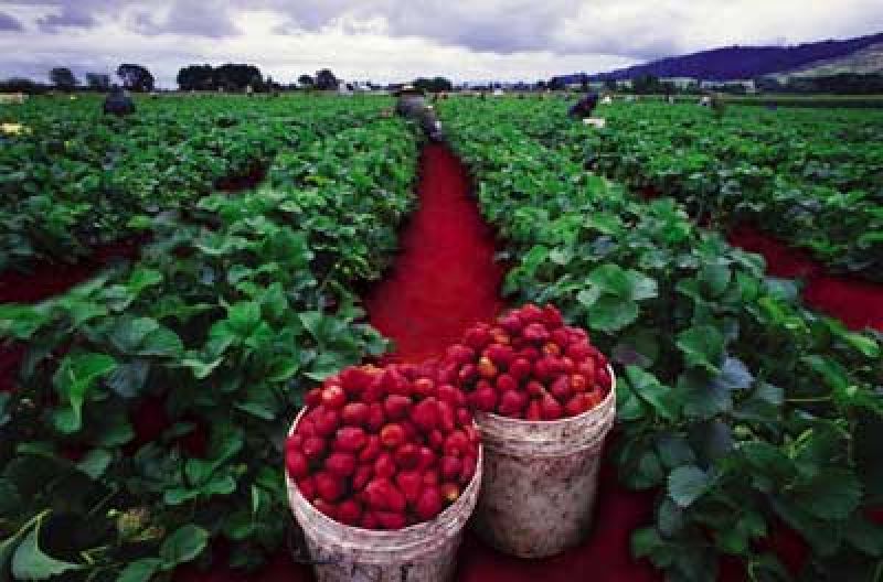 kebun strawberry ciwidey