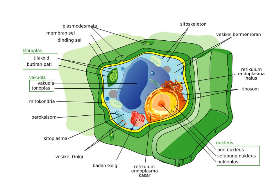 Fungsi Ribosom Pada Sel Tumbuhan - Homecare24