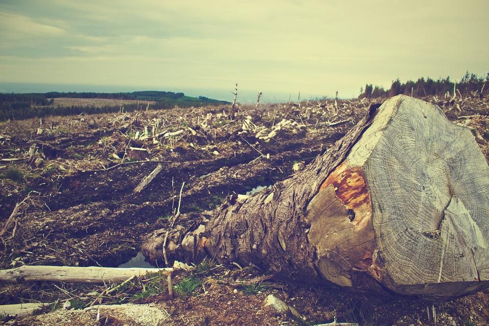  The image shows a deforested area with a large tree stump in the foreground, illustrating the negative impact of human activities like deforestation, which can be caused by myths and legends that promote the use of natural resources without considering the environment.