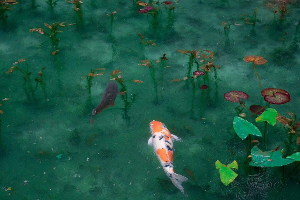 Inspirasi Desain Kolam Ikan Minimalis di Lahan Sempit Tapi Elegan dan Mewah