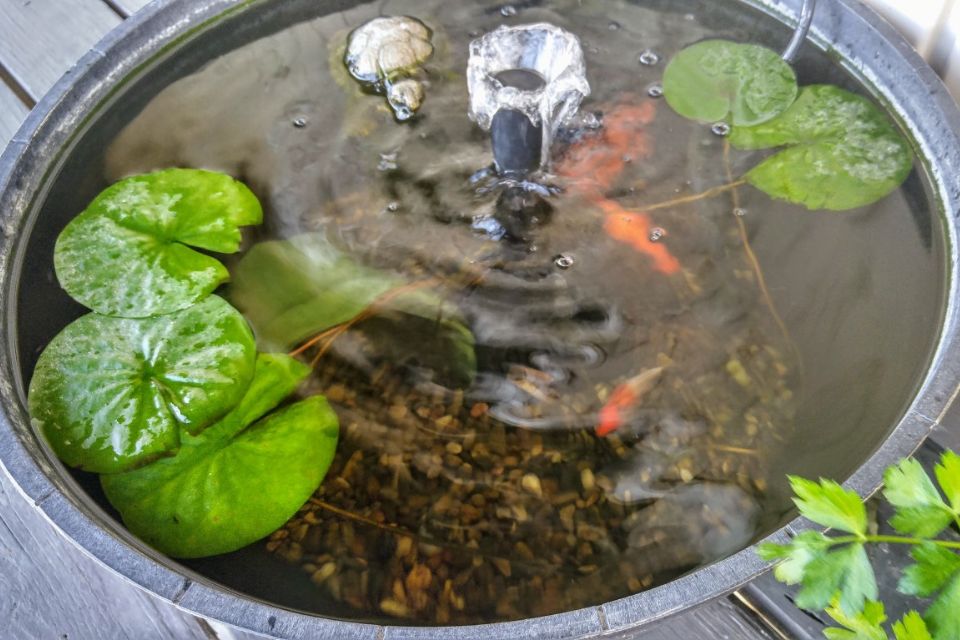 Inspirasi Desain Kolam Ikan Minimalis di Lahan Sempit Tapi Elegan dan Mewah 
