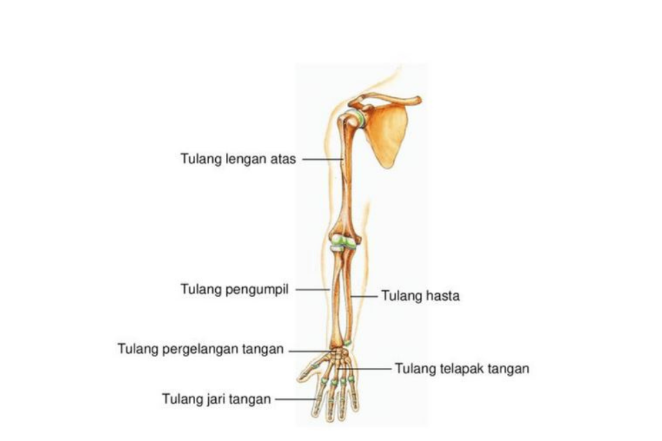 Nama nama tulang manusia beserta gambarnya