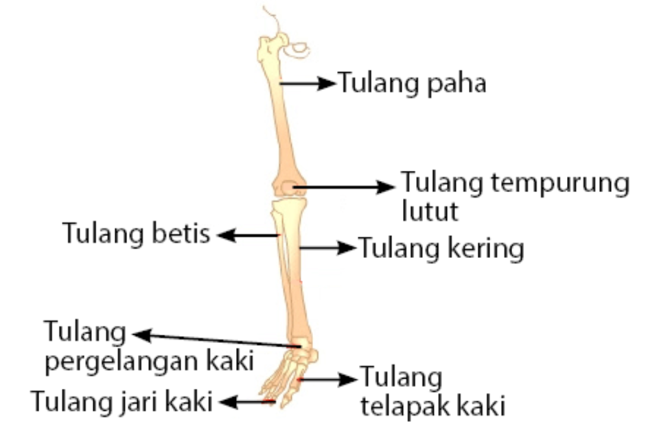 Nama nama tulang manusia beserta gambarnya