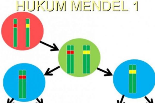 Memahami Hukum Mendel Pewarisan Sifat Pada Makhluk Hidup Kelas 9 SMP ...