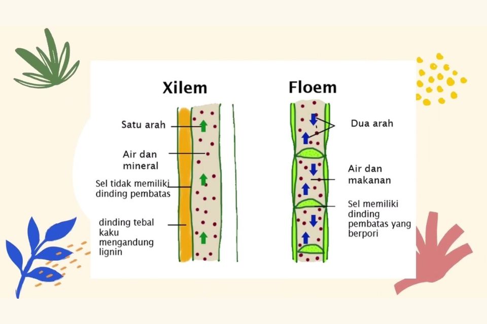 Mengenal 2 Fungsi Xilem dan Floem Pada Jaringan Tumbuhan yang Harus Kamu Pahami