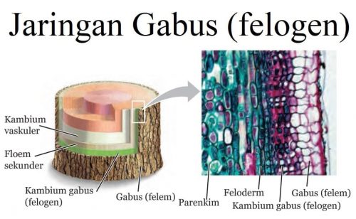 Jaringan Gabus: Keistimewaan dan Manfaat bagi Tumbuhan