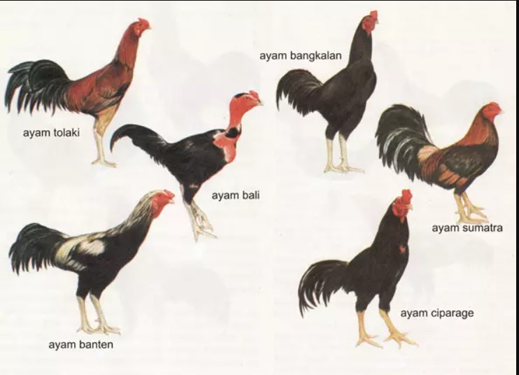jenis-jenis ayam