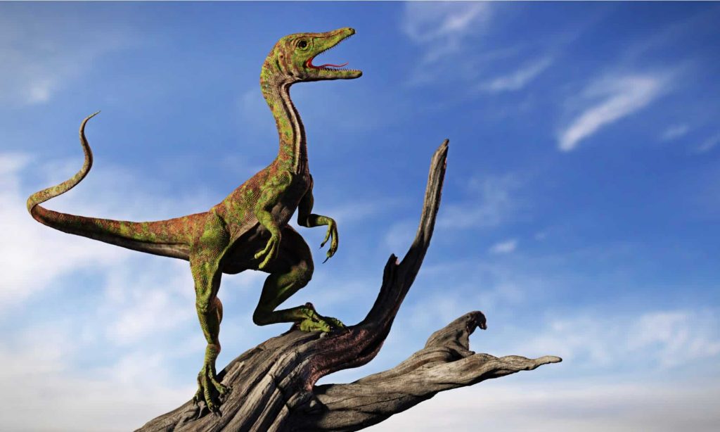 Compsognathus﻿