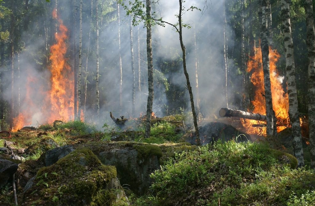 Contoh Teks Tanggapan Kritis Kebakaran Hutan dan Strukturnya