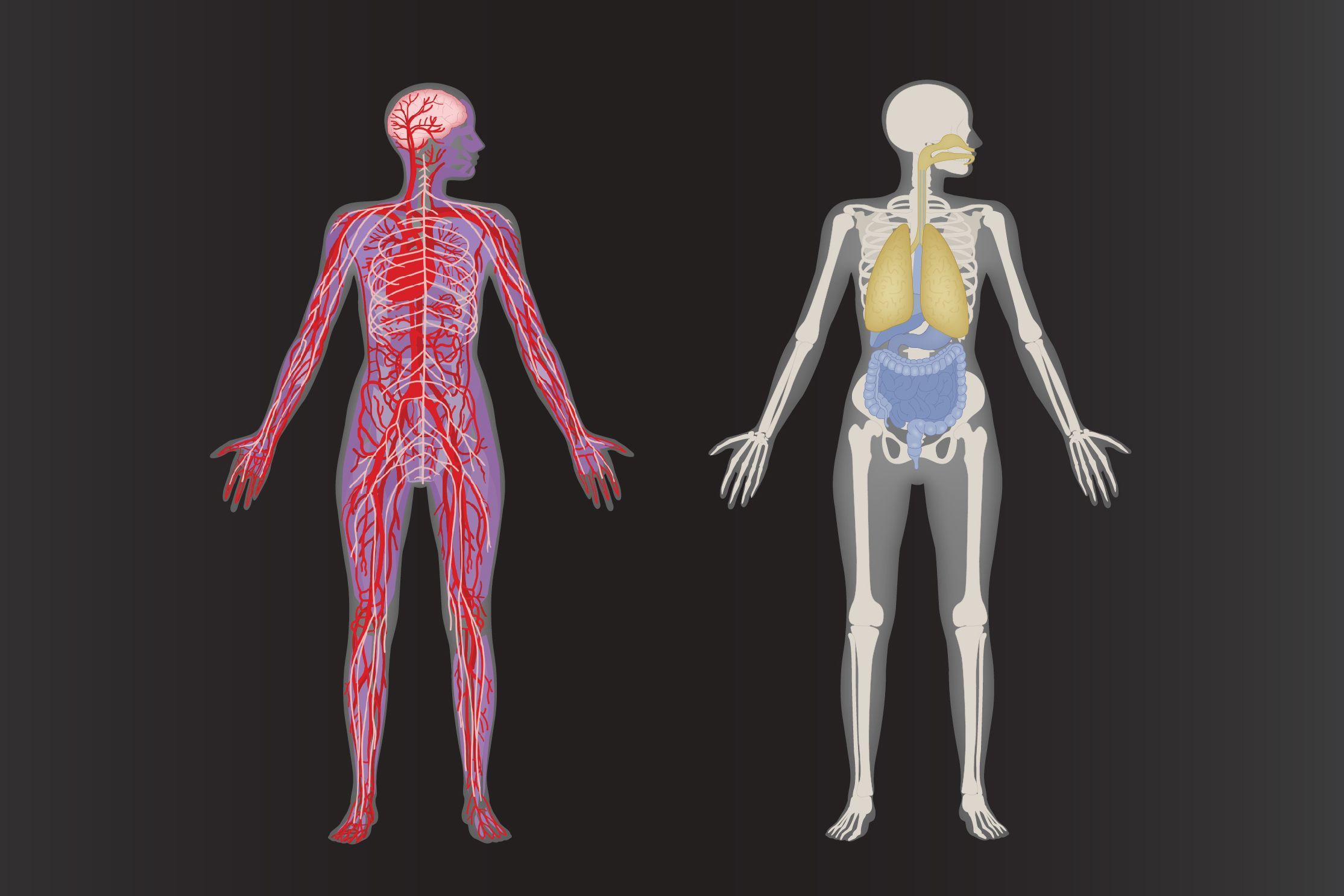 Как получить human. ХЬЮМАН. Human body. Human body Systems. Human body Organisms.