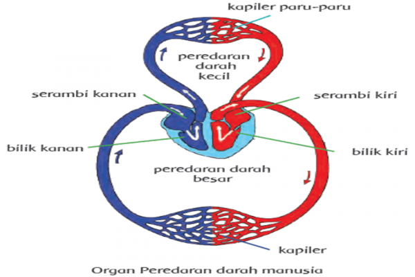 ﻿sistem Peredaran Darah Besar Dan Kecil Pada Manusia Beserta Penjelasannya Dilengkapi Gambar 1842