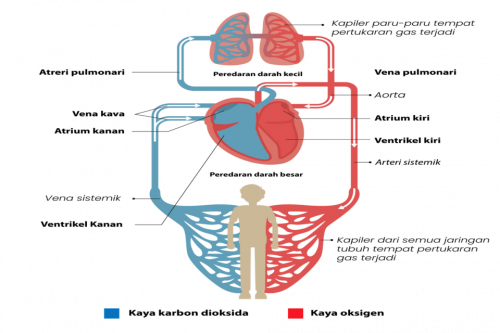 ﻿sistem Peredaran Darah Besar Dan Kecil Pada Manusia Beserta Penjelasannya Dilengkapi Gambar 4343