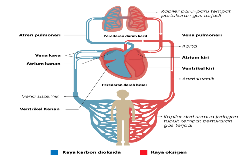 ﻿Sistem Peredaran Darah Besar dan Kecil Pada Manusia Beserta Penjelasannya Dilengkapi Gambar