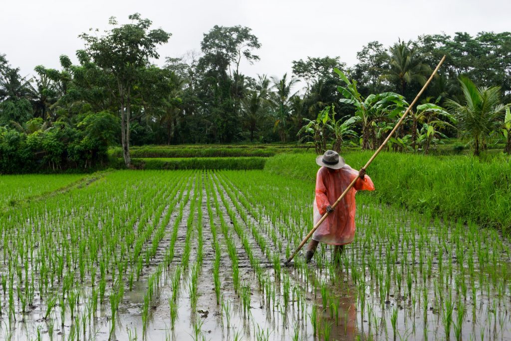Contoh Ekonomi Agrikultur yang Banyak Dilakukan di Indonesia