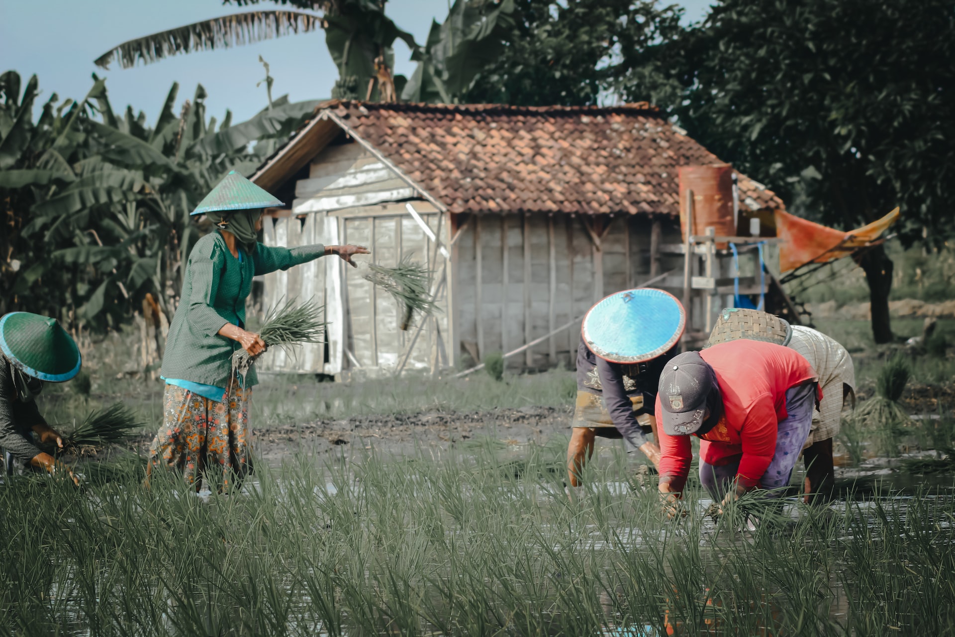 Potret Kehidupan Sosial Masyarakat Pedesaan di Indonesia