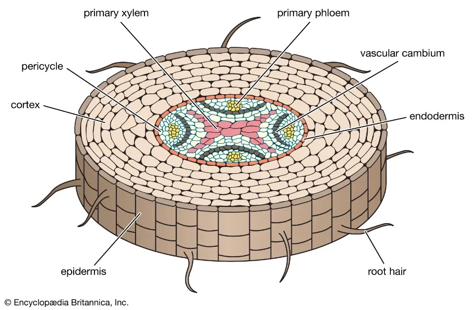 Gambar Jaringan Epidermis Tumbuhan