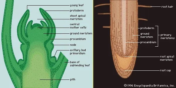 Gambar Jaringan Meristematik Tumbuhan