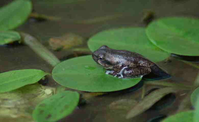 Katak Muda