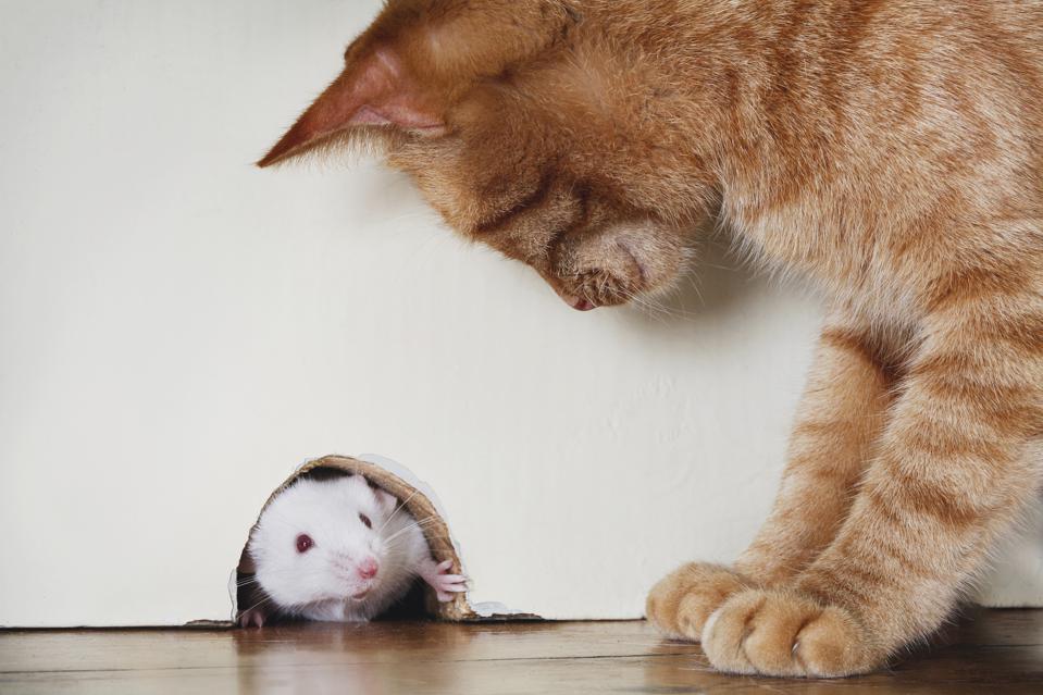 Ringkasan Cerita Fabel Kucing dan Tikus