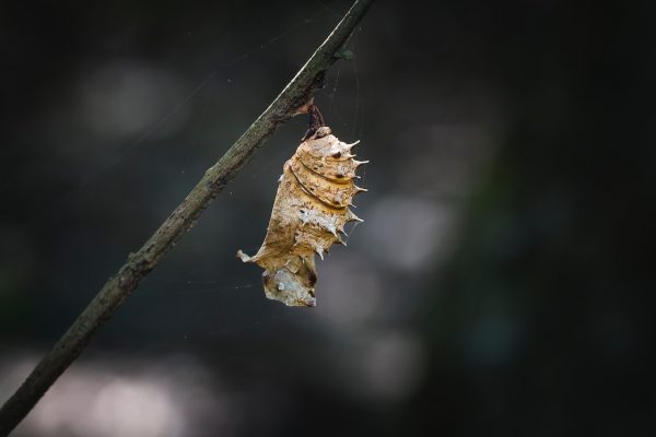 Mengenal Apa Itu Metamorfosis Perubahan Bentuk Pada Hewan Dan Jenis ...