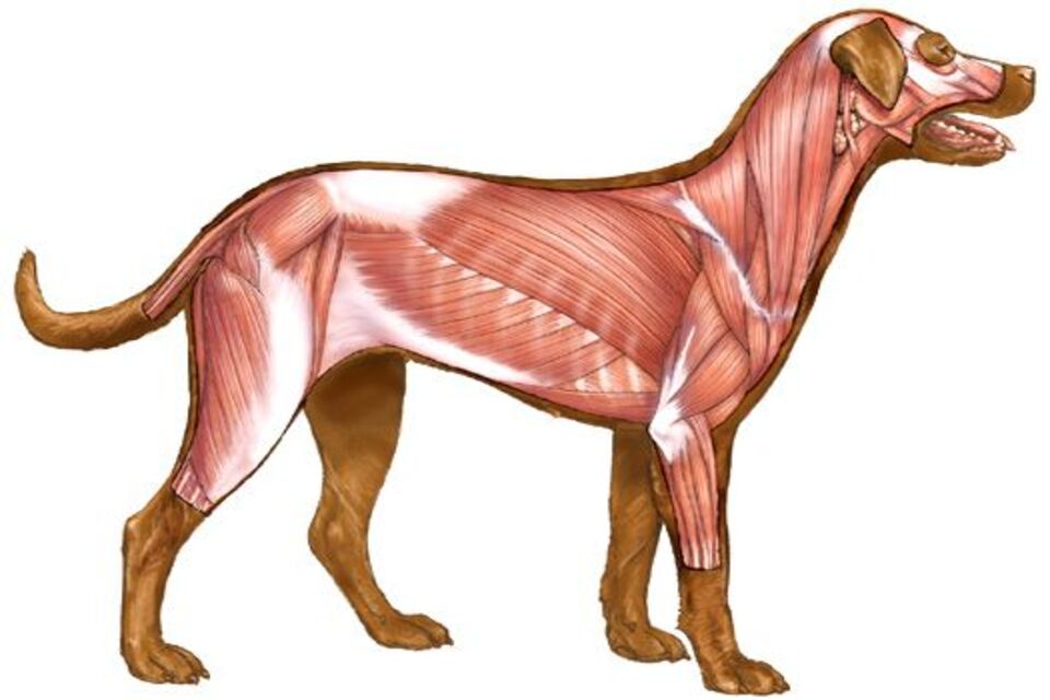 Pengertian Jaringan Otot pada Hewan beserta Struktur, Fungsi, dan Ciri-cirinya