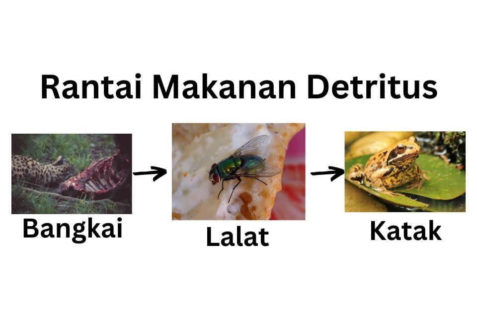 Contoh Rantai Makanan Detritus