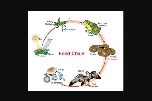 3 Contoh Rantai Makanan Pada Makhluk Hidup Beserta Penjelasan Dan ...