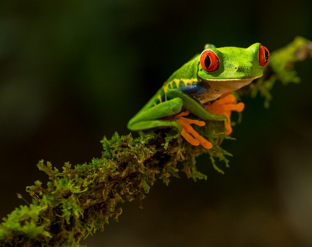 Urutan Tahapan Metamorfosis pada Katak 